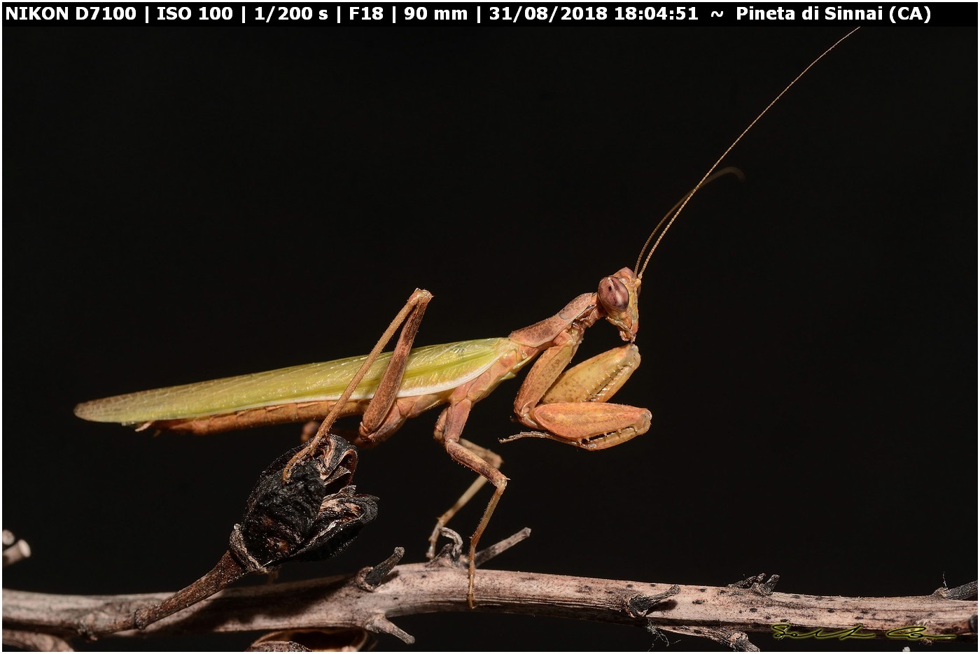 Ameles sp.?  S, maschio di A. spallanzania